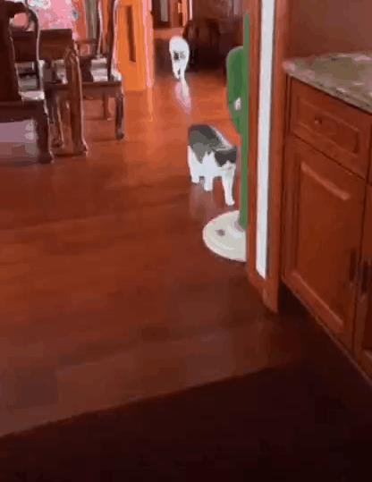 “因为一句话，我家猫在监控前守了一夜，彻夜未眠”