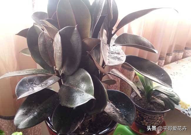 橡皮树叶片耷拉是怎么回事,橡皮树叶子发软下垂怎么回事