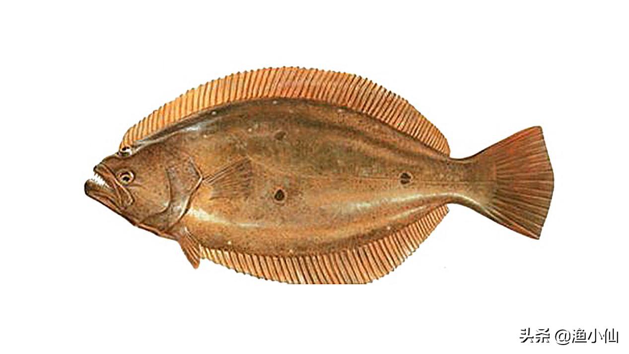 这“两兄弟”长得太像了，你在市场见到的多宝鱼未必是真的