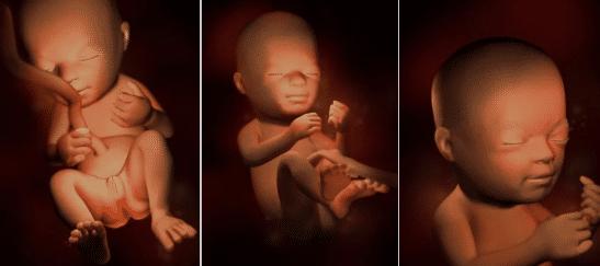 胎儿的发育全过程及注意事项,胎儿发育40周全过程纪录片