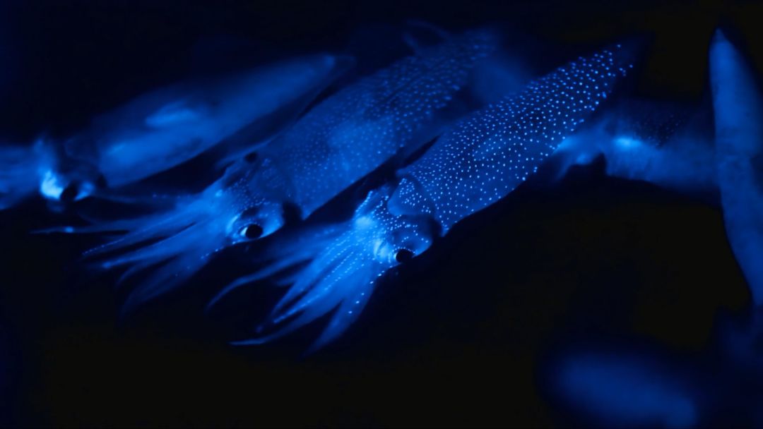 豆瓣netflix电影,bbc地球奇观纪录片