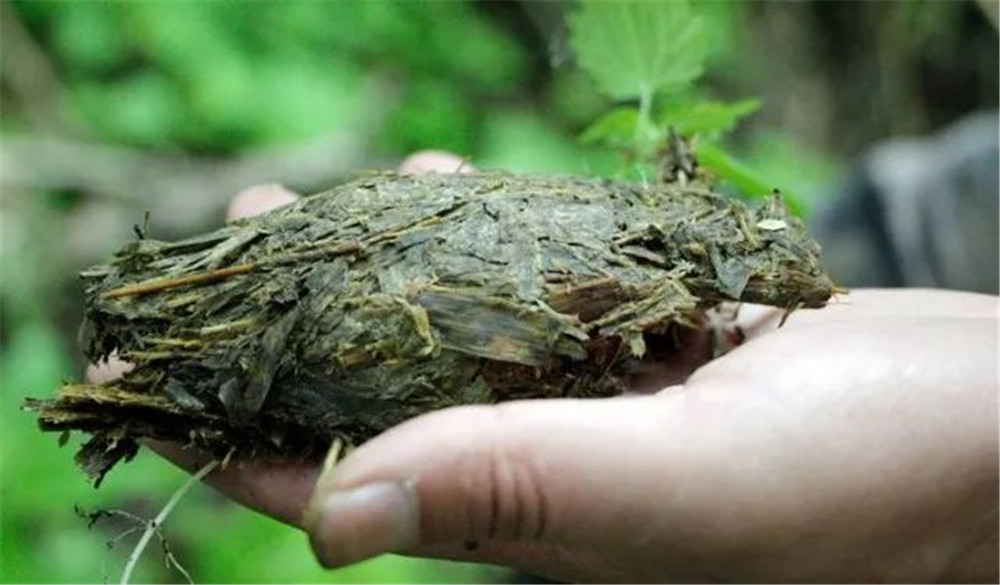 成年的大熊猫可以吃掉多少鲜竹,大熊猫花花吃到嫩竹