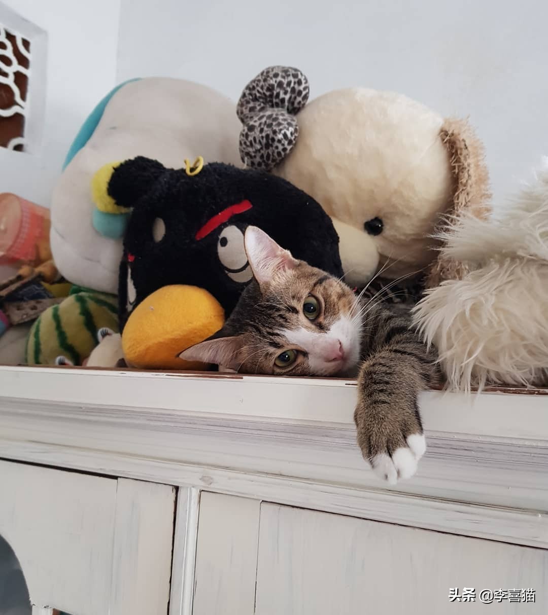 猫咪的饮食禁忌是什么,猫咪喂养的方法和注意事项