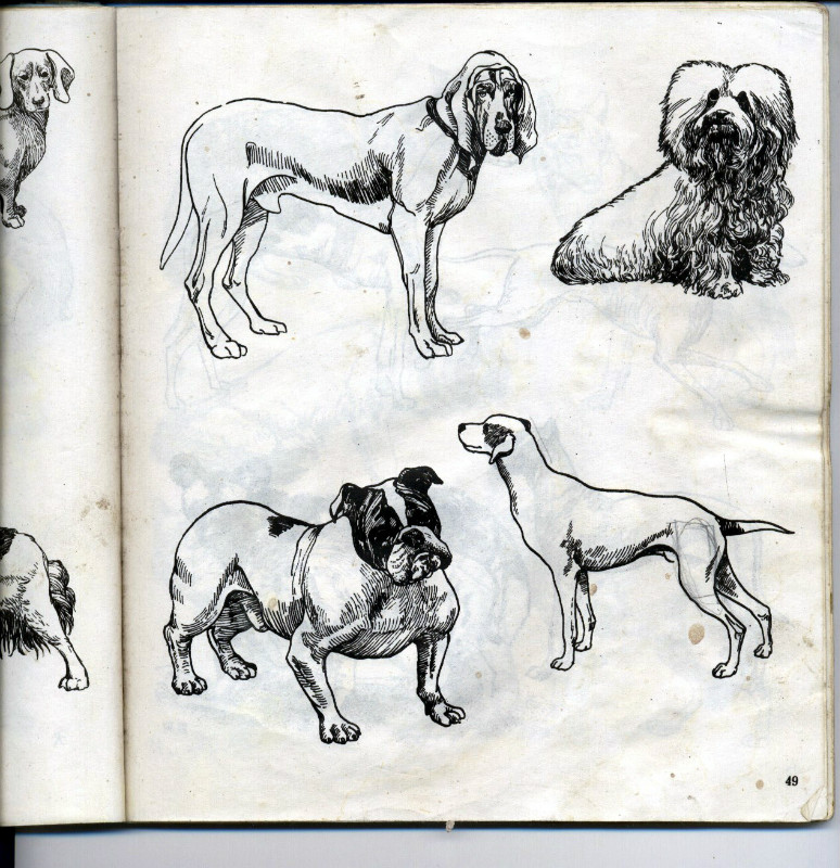 一百幅动物素描,近百幅动物画