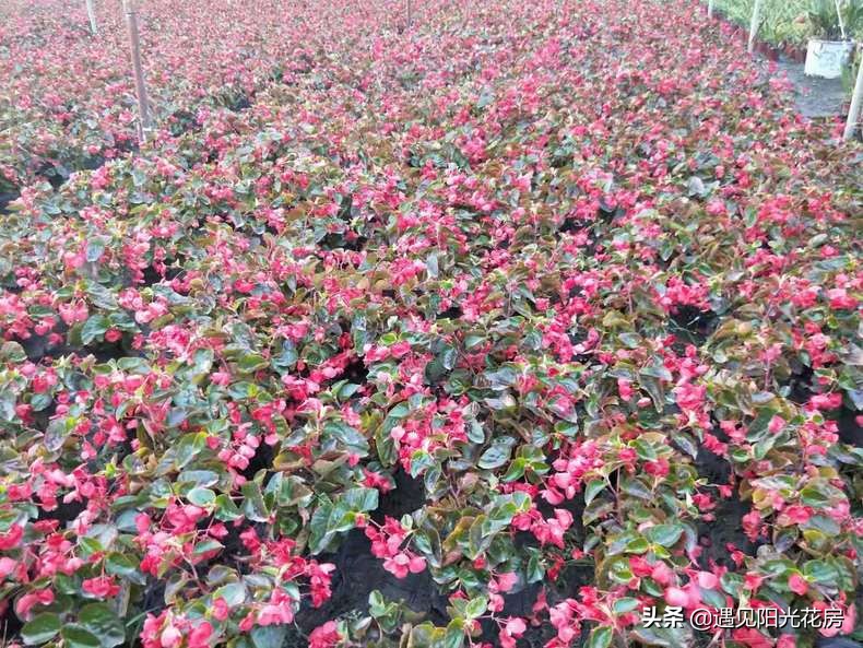 四季秋海棠怎么养护和管理,四季海棠初春烂叶怎么养殖