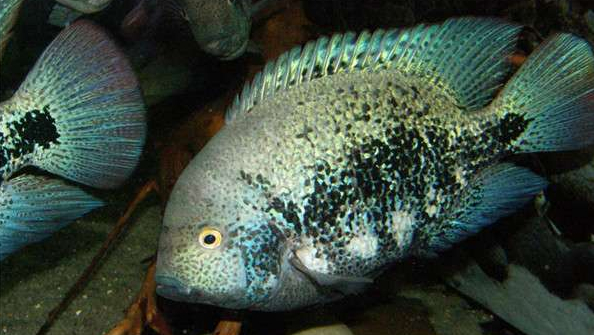 慈鲷品种,慈鲷类型