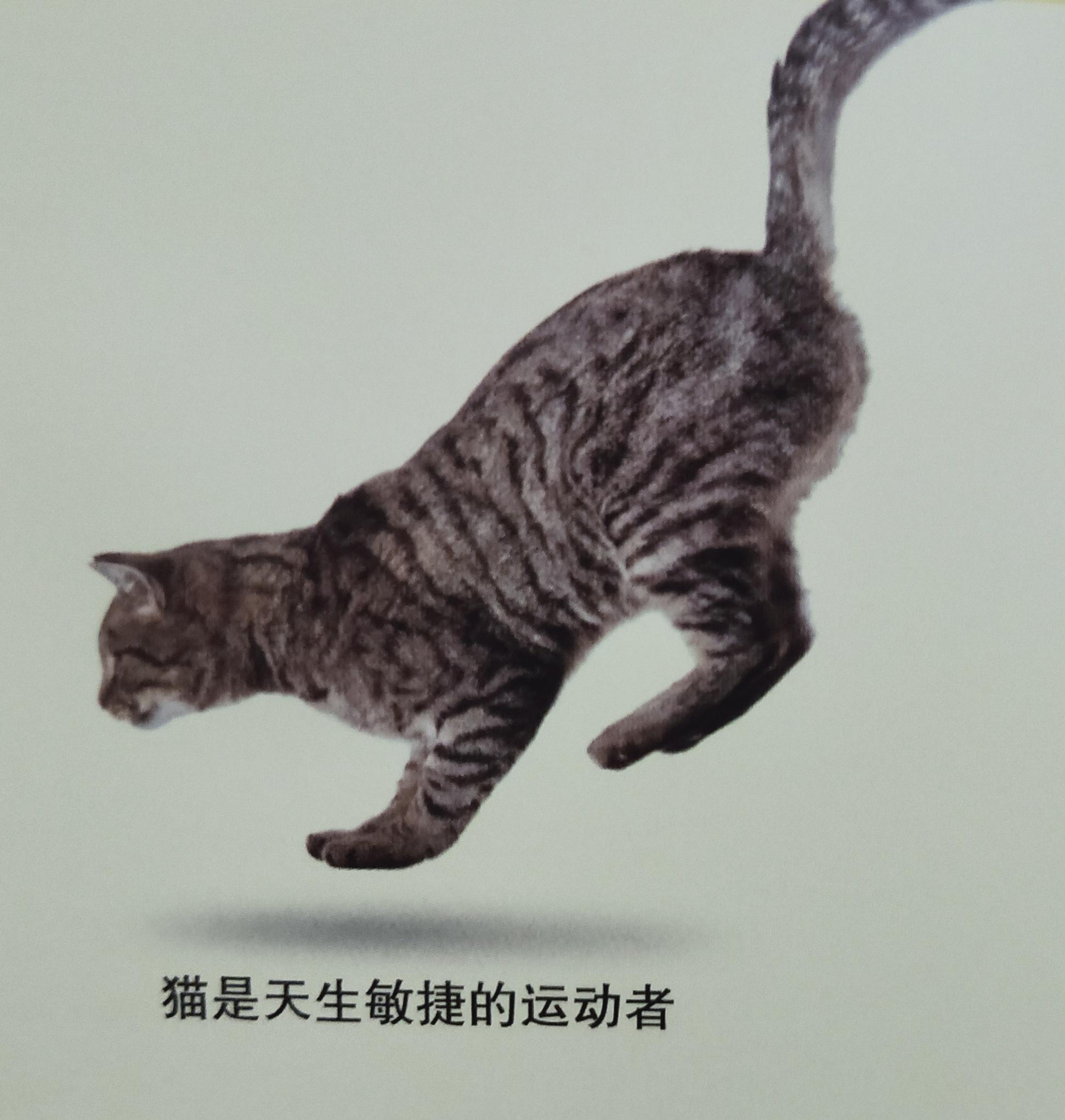有些人家里养了非常多的猫咪,很多人都养猫咪的原因