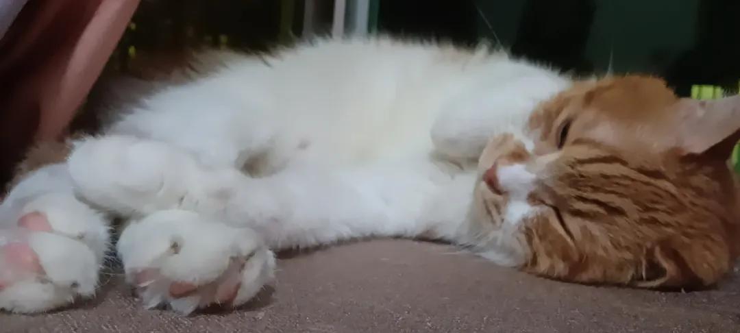 从小养的橘猫还会有野性吗,养橘猫的都是什么人