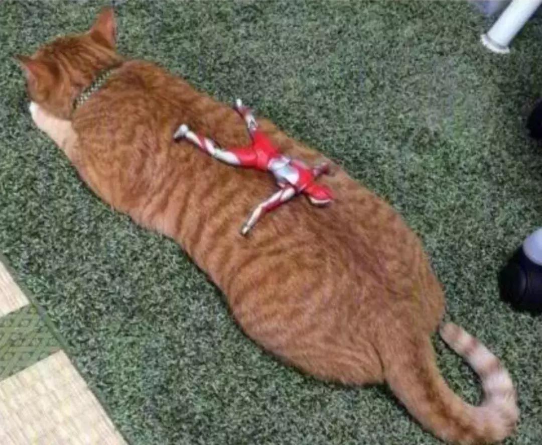 自从有了橘猫,我终于体会到什么叫“十橘九渣”!