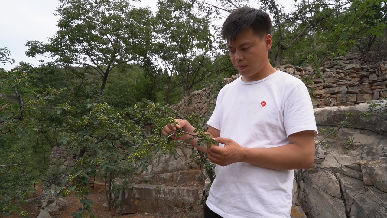 河北一小伙拍家乡风貌走红网络，为帮老乡们创收，通过短视频一年卖7万斤农产品