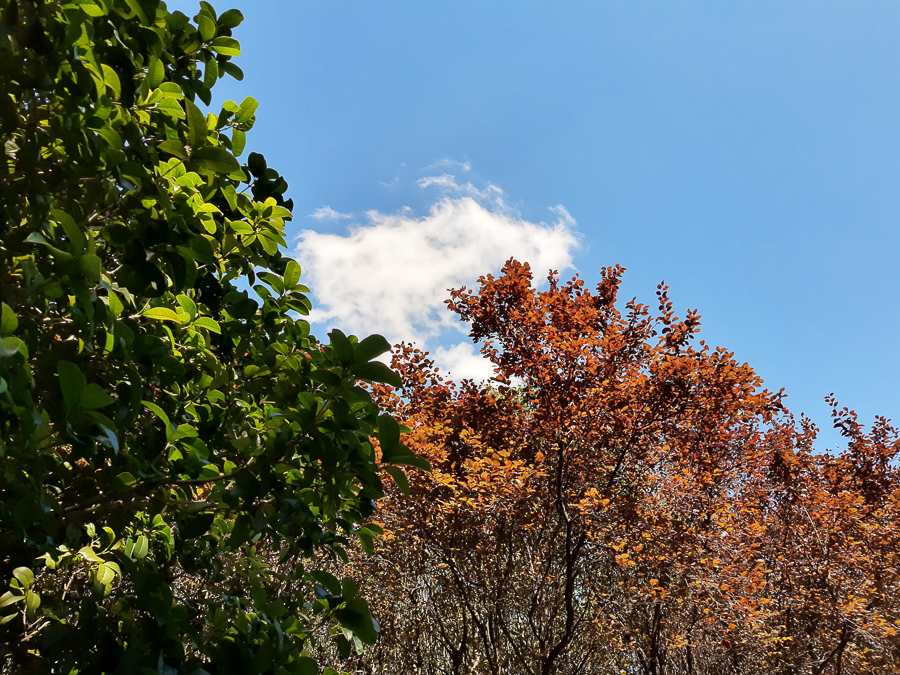 摩托罗拉p50试驾视频,摩托罗拉P50