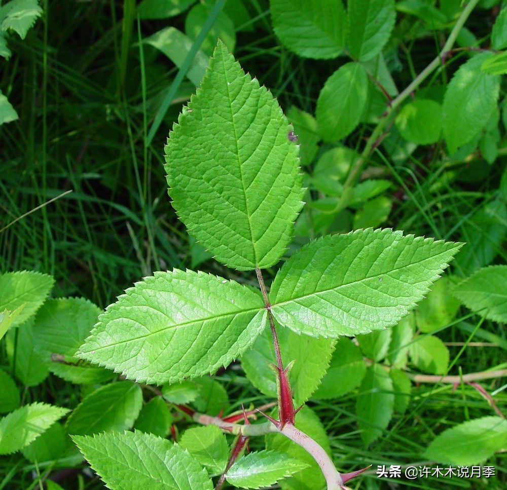 如何买到正版欧月？月季购买防骗手册，几招鉴定欧月，拒绝小白花