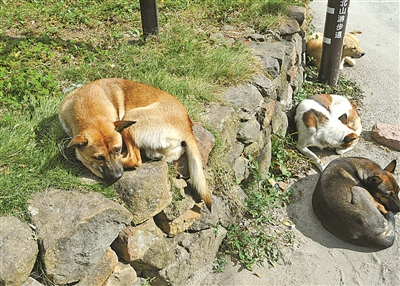 养犬新规定和物业条例,最新养犬管理规定