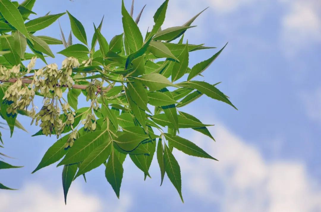 盐碱地怎么治理才能长出植物,盐碱地土地综合整治工程问题