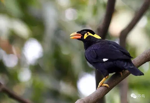 为什么要养鹦鹉,为什么要养八哥