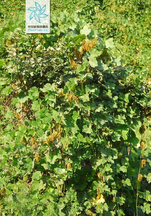 藁本神农本草经,神农本草经葛根原文