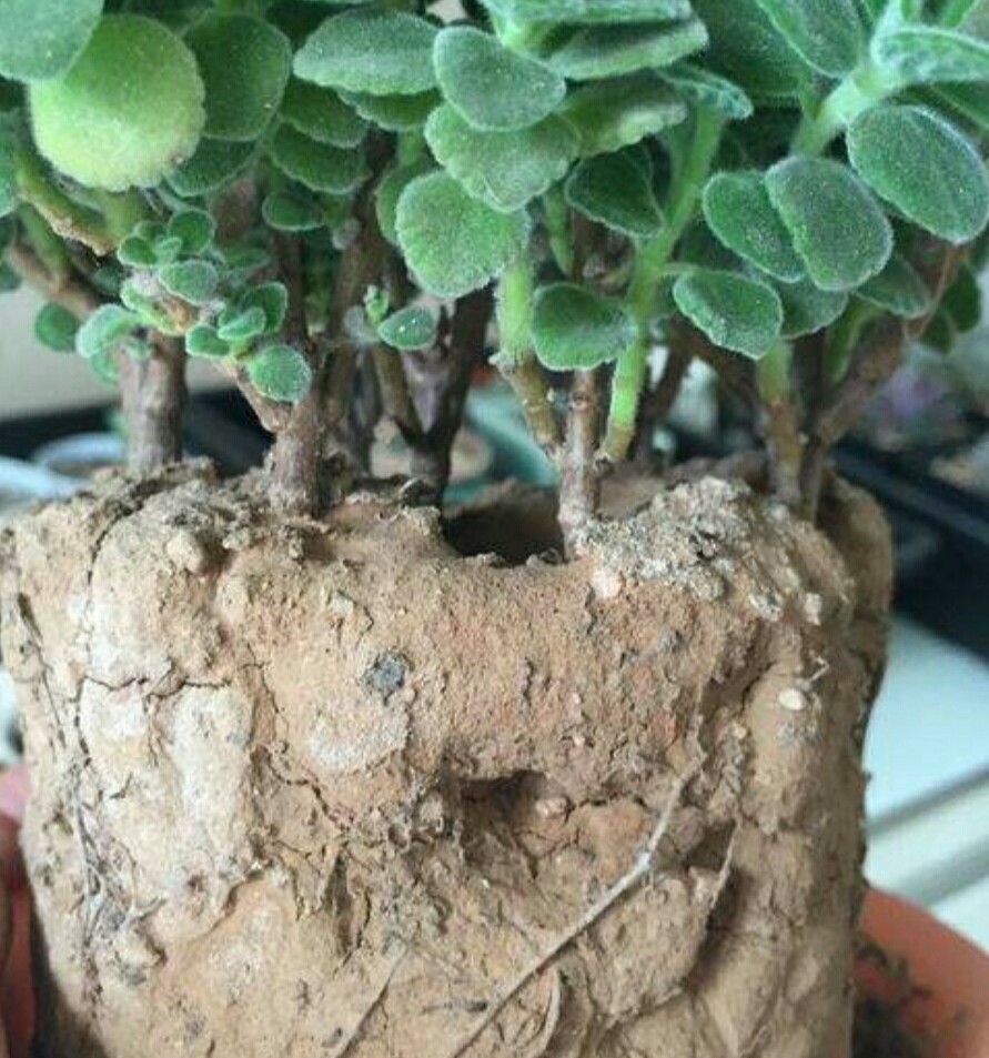 养花盆土发霉了怎么办,养花盆土板结