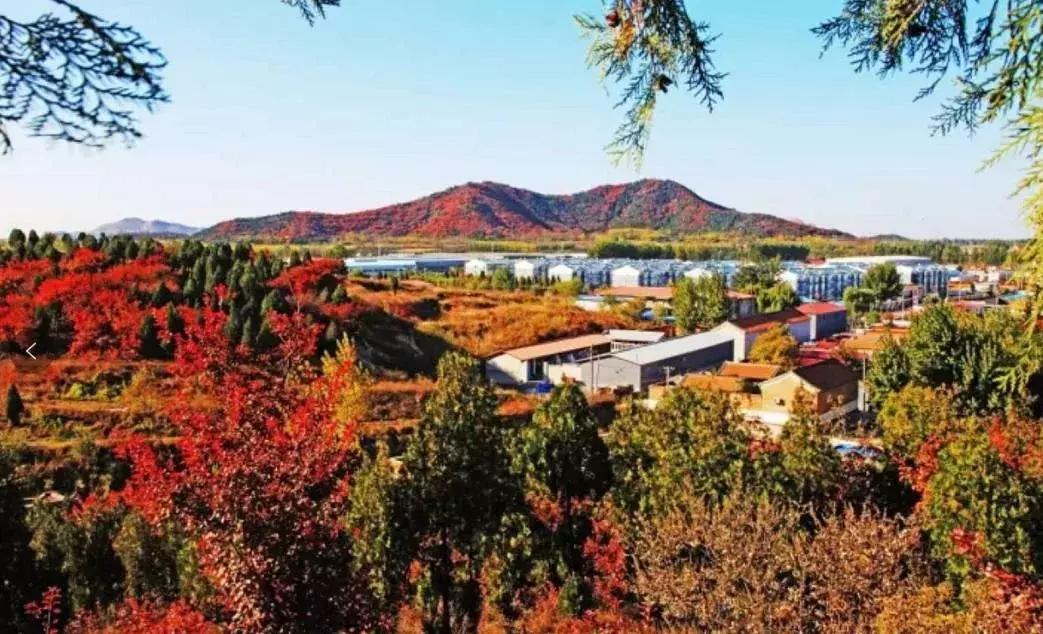 顺义大芦苇荡樱桃采摘园,顺义五大樱桃园