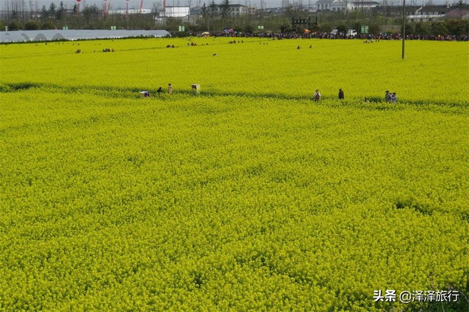中国最美油菜花海汉中,中国最美油菜花海排名
