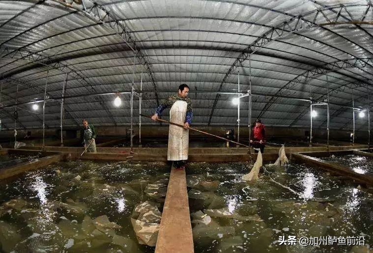 大菱鲆腹水病,水产养殖鱼肠炎病的治疗方案