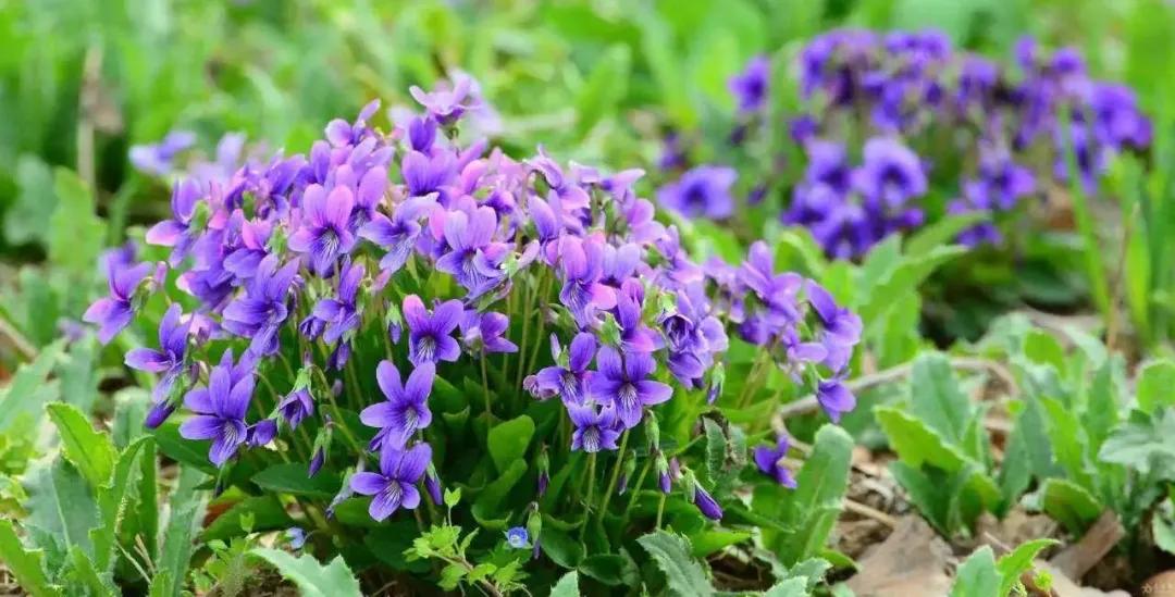 蓝紫色花系植物,蓝紫色系花境植物
