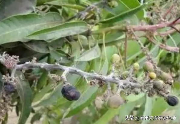 芒果细菌性黑斑病的防治,芒果黑心病防治措施