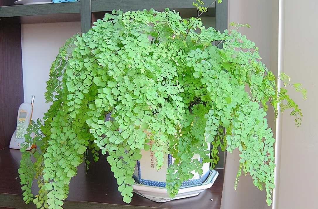 室内什么花好养一年四季都不死,室内放什么花吸收甲醛最好