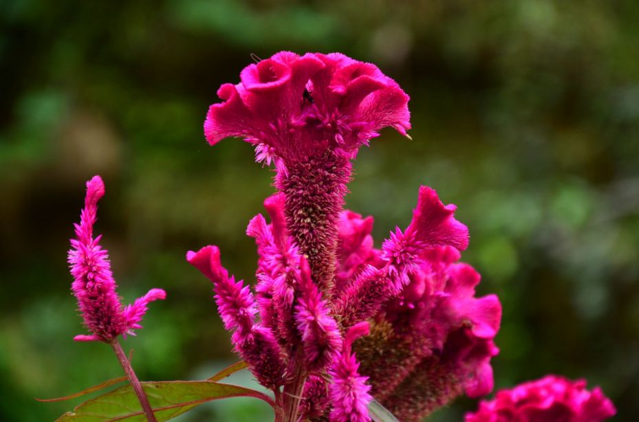 鸡冠花诗词赏析,鸡冠花的诗句及赏析