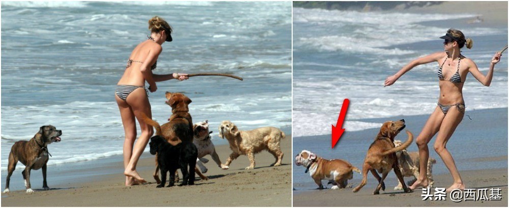 各大明星都养什么狗,公认最好养的十种狗大型犬