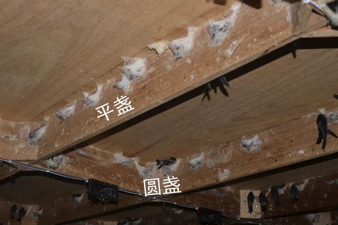 燕窝哪种好,燕窝选什么样的最划算