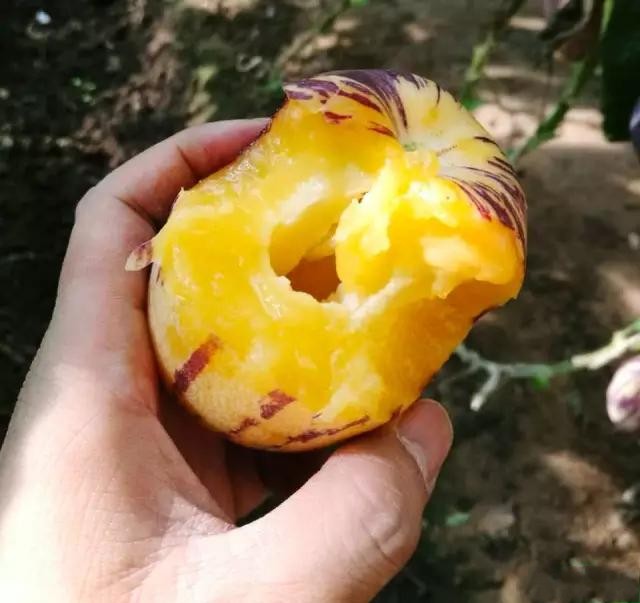 五月份不可错过的四种时令水果,最适合夏季食用的应季水果有哪些