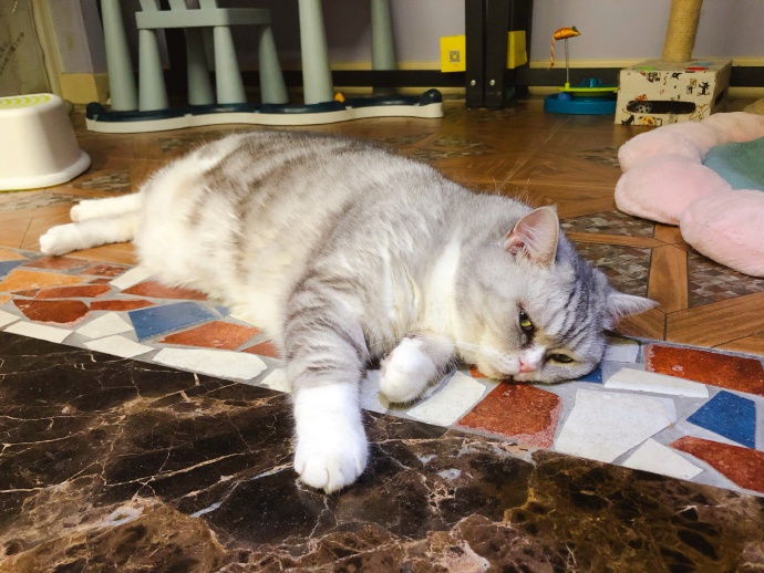 猫咪驱虫前有什么忌口的吗,猫咪驱虫注意事项以及禁忌