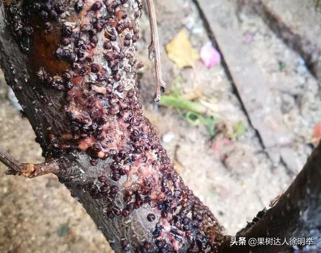 根除朝鲜球坚蜡蚧,朝鲜球坚蚧的人工和生物防治