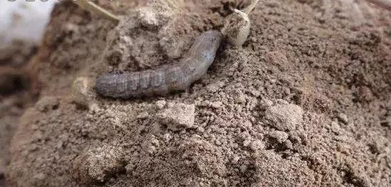 杀灭地下害虫这里有10种绝招,地下害虫最佳灭虫方法