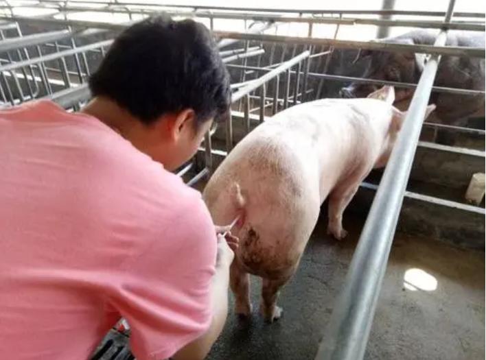 母猪首次配两次配不上怎么回事,母猪数次配不上种怎么治疗