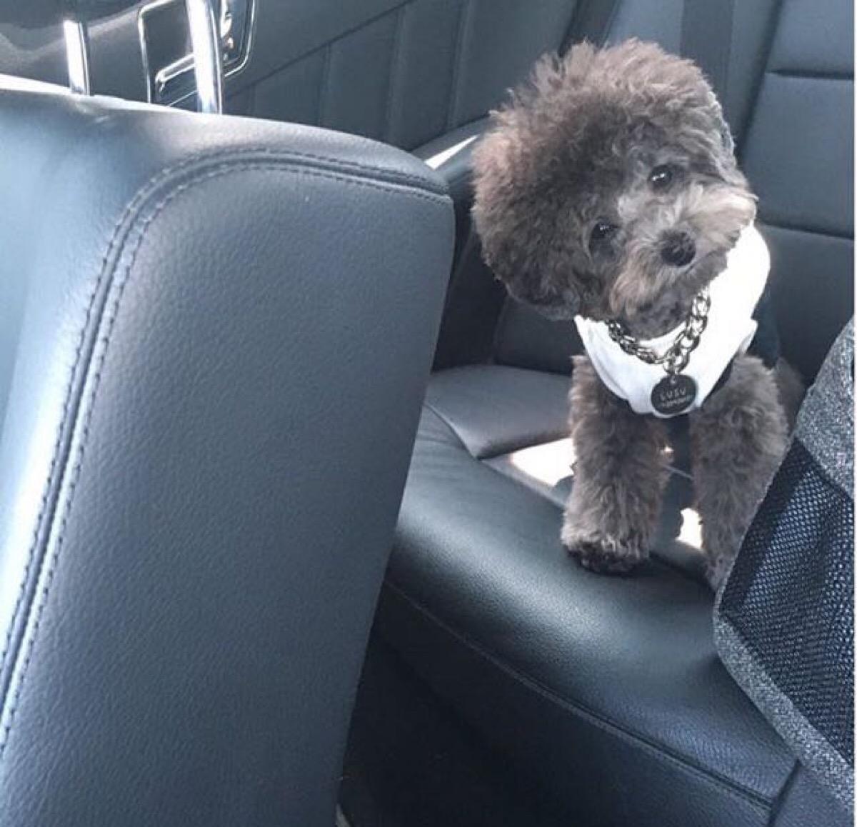 最聪明的十大狗狗品种介绍,史上最全的狗狗品种记得收藏