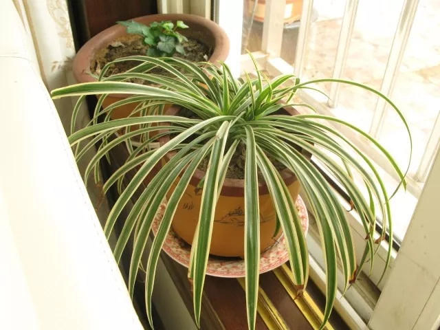 吊兰和绿萝哪个好养,吊兰和绿萝养法一样吗