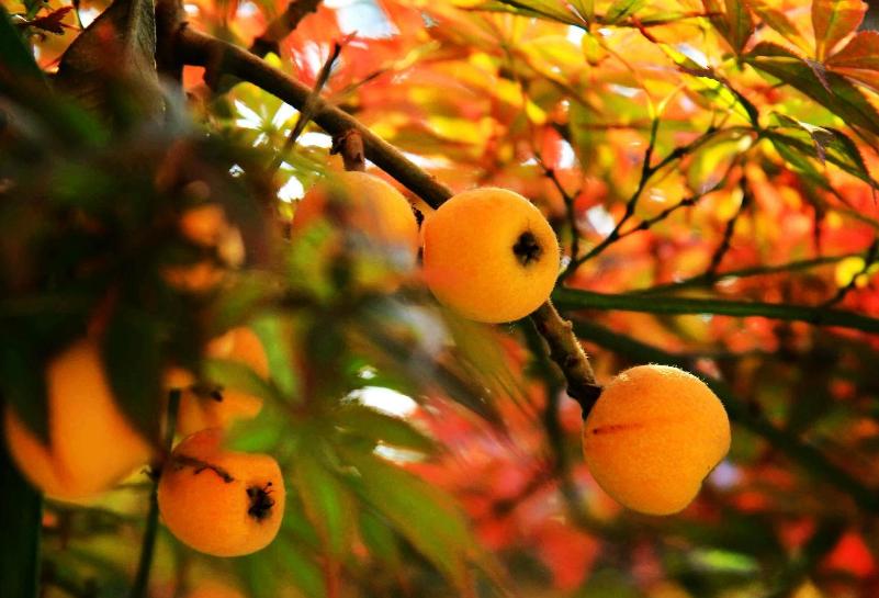 五月枇杷黄似橘诗句,五月枇杷黄似橘原文