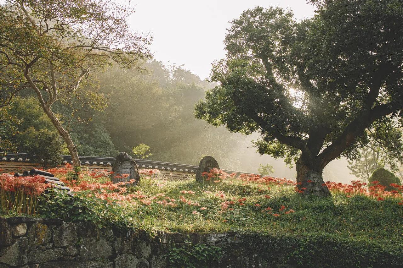 曼珠沙华花语,曼珠沙华花语英文