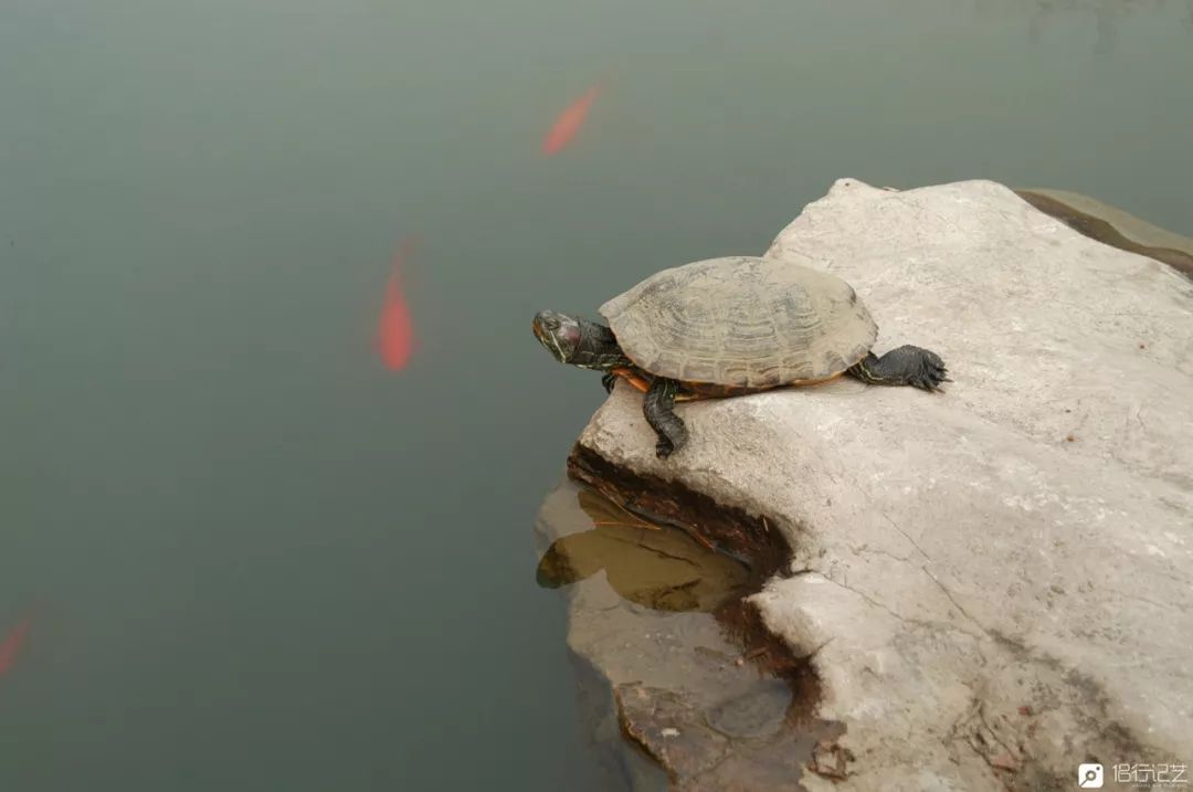 大叔花700万建的花园别墅,太湖石苏州