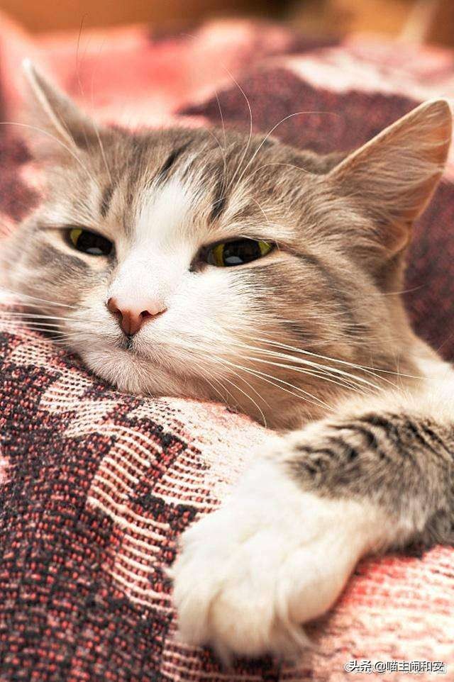 合租养猫注意什么细节问题,租房子住怎么养猫咪好一点