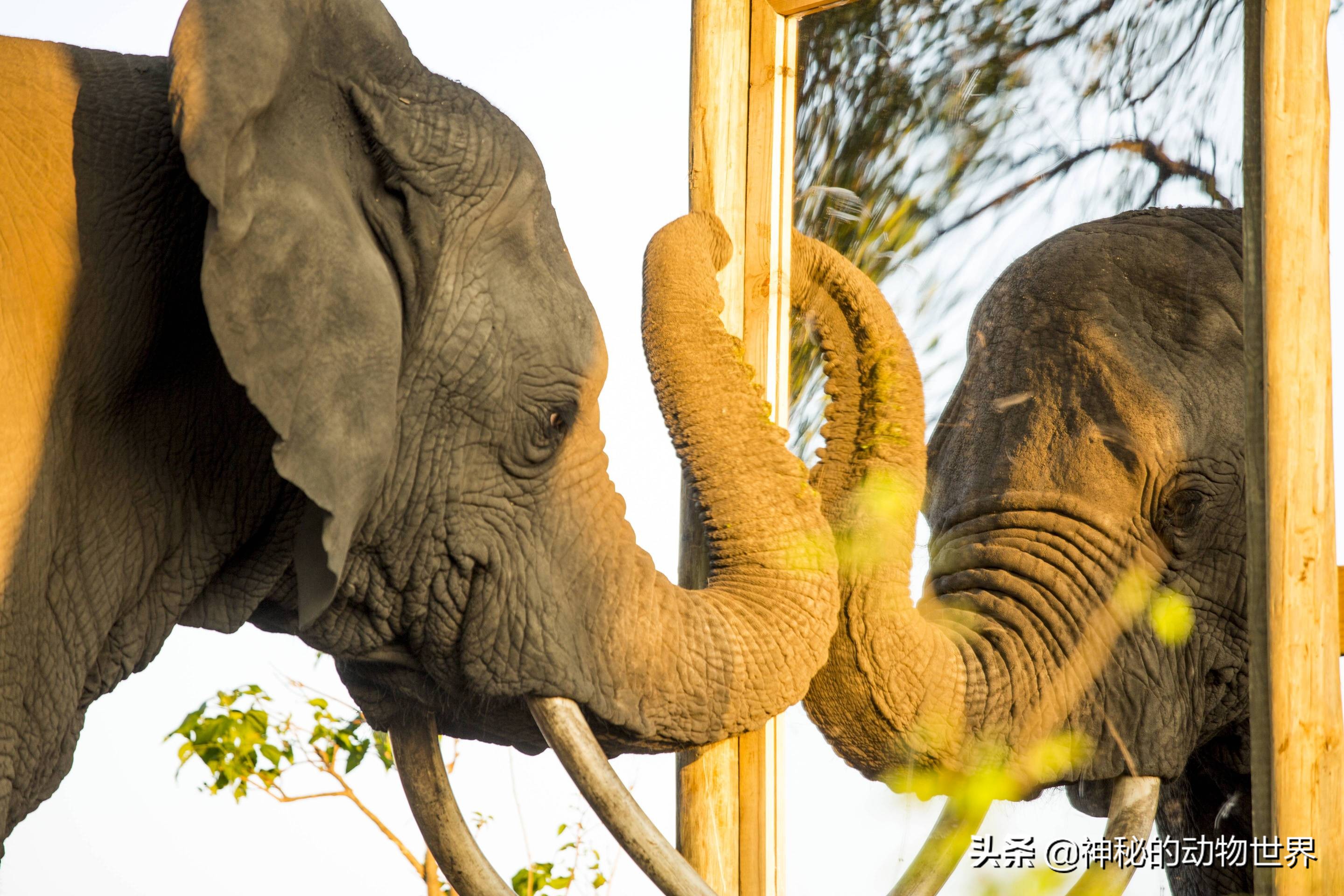 大象究竟有多聪明,大象的智商相当于人类多大