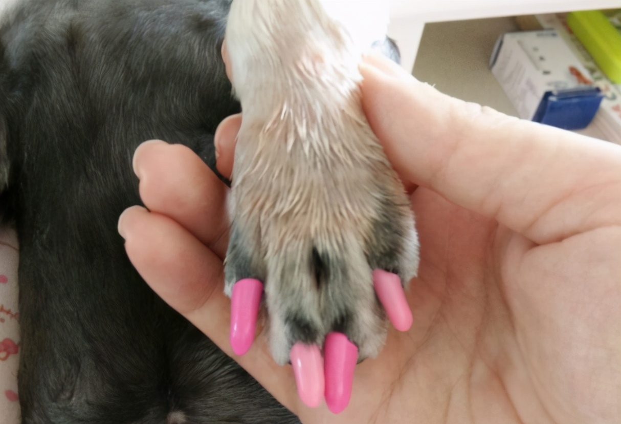 别给狗狗做这7件蠢事,这7件事会让狗狗难过