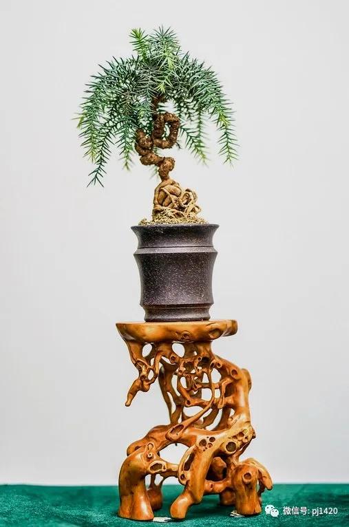 澳洲杉怎么长出漂亮根部,澳洲杉能用赤玉土种植吗