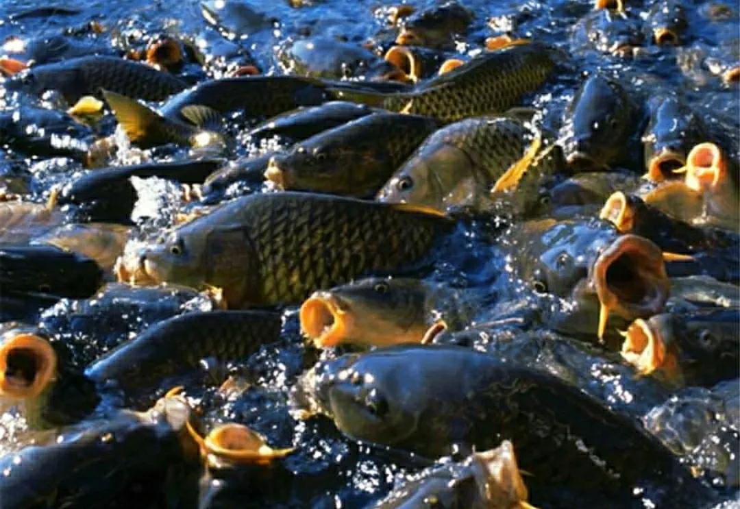 亚洲鲤鱼到底有多厉害,亚洲鲤鱼泛滥成灾的视频