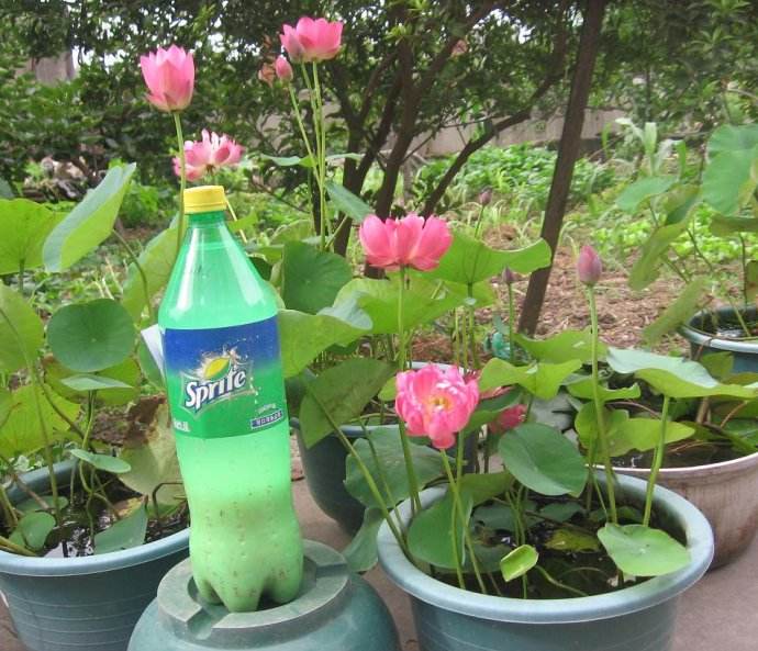 养碗莲不能缺水吗,碗莲怎么养才能旺盛开花