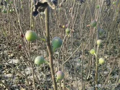 中医药专家讲解无花果功效和作用,无花果的秘密