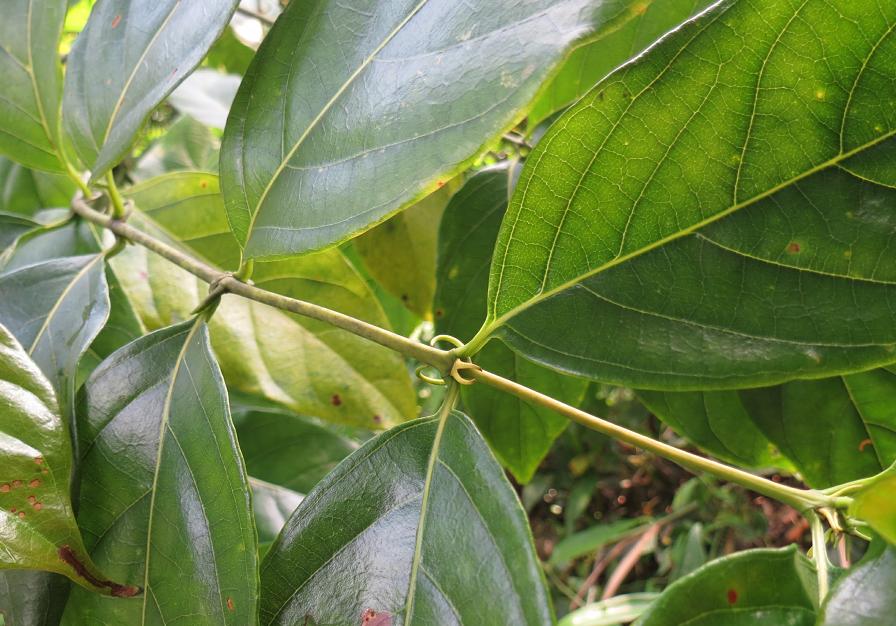 看图识药西药,看图识中药书籍