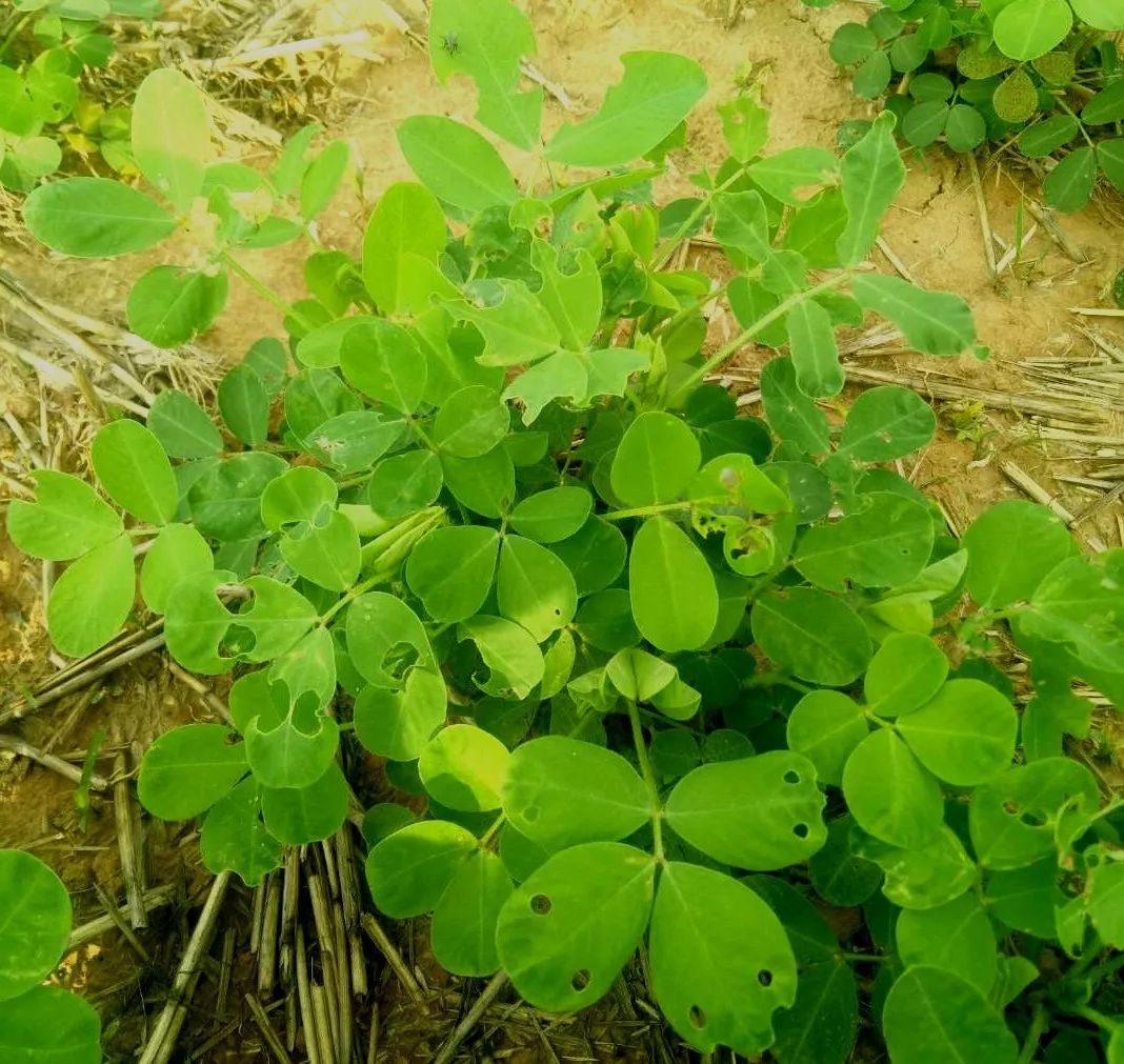 花生卷叶什么病用什么药,花生卷叶是不是病怎么治