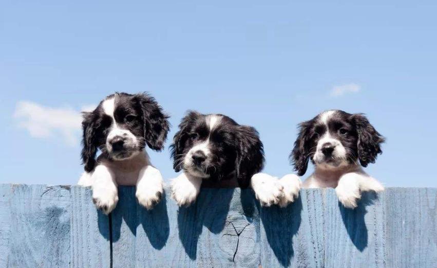 狗狗价格贵有什么区别,狗狗800元与8000元的差别